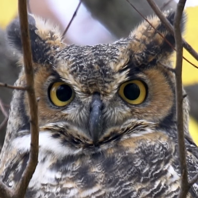 Great Horned Owl - ML646517268