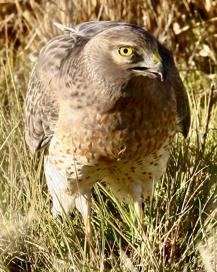 Northern Harrier - ML646517269
