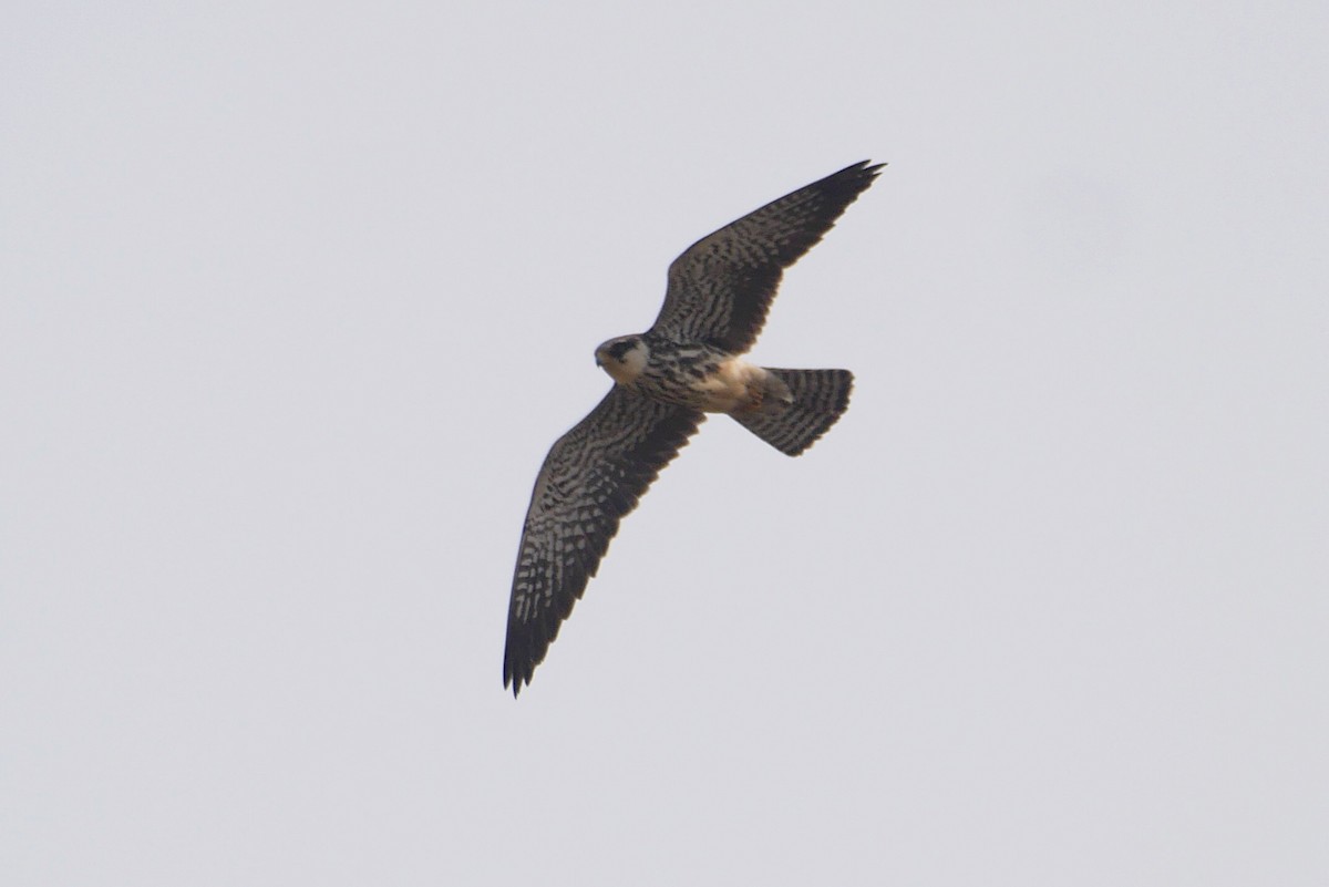 Cernícalo del Amur - ML646517270