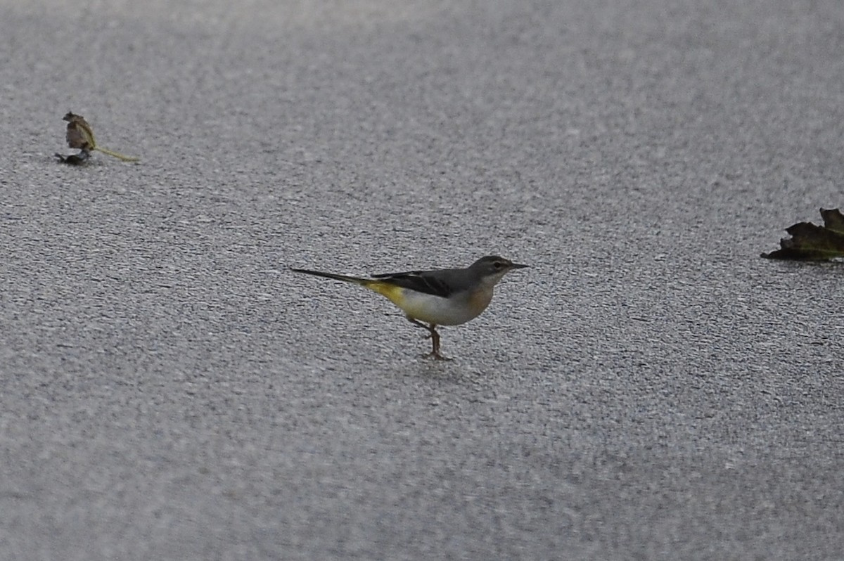 Gray Wagtail - ML646517271