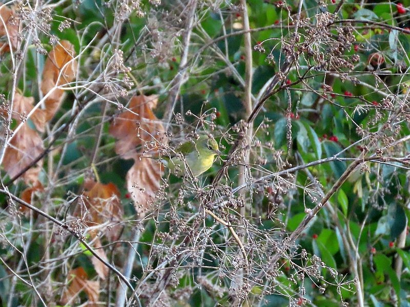 Tennessee Warbler - ML646517272