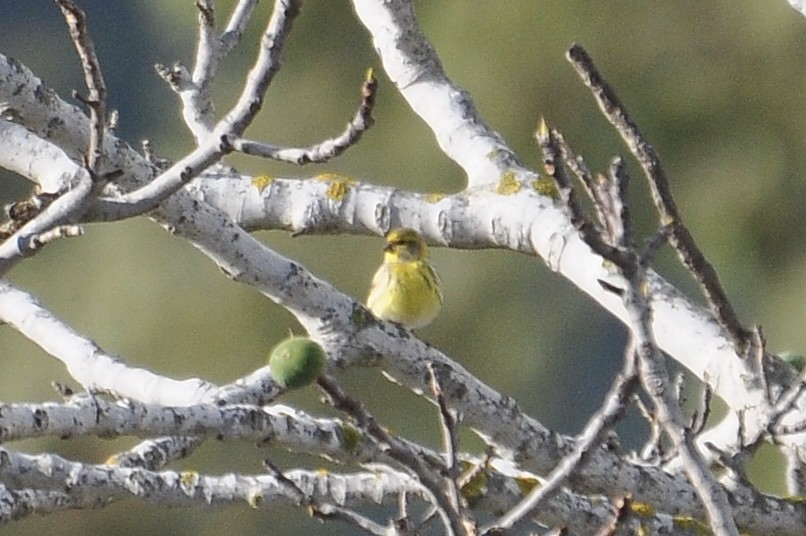 European Serin - ML646517279