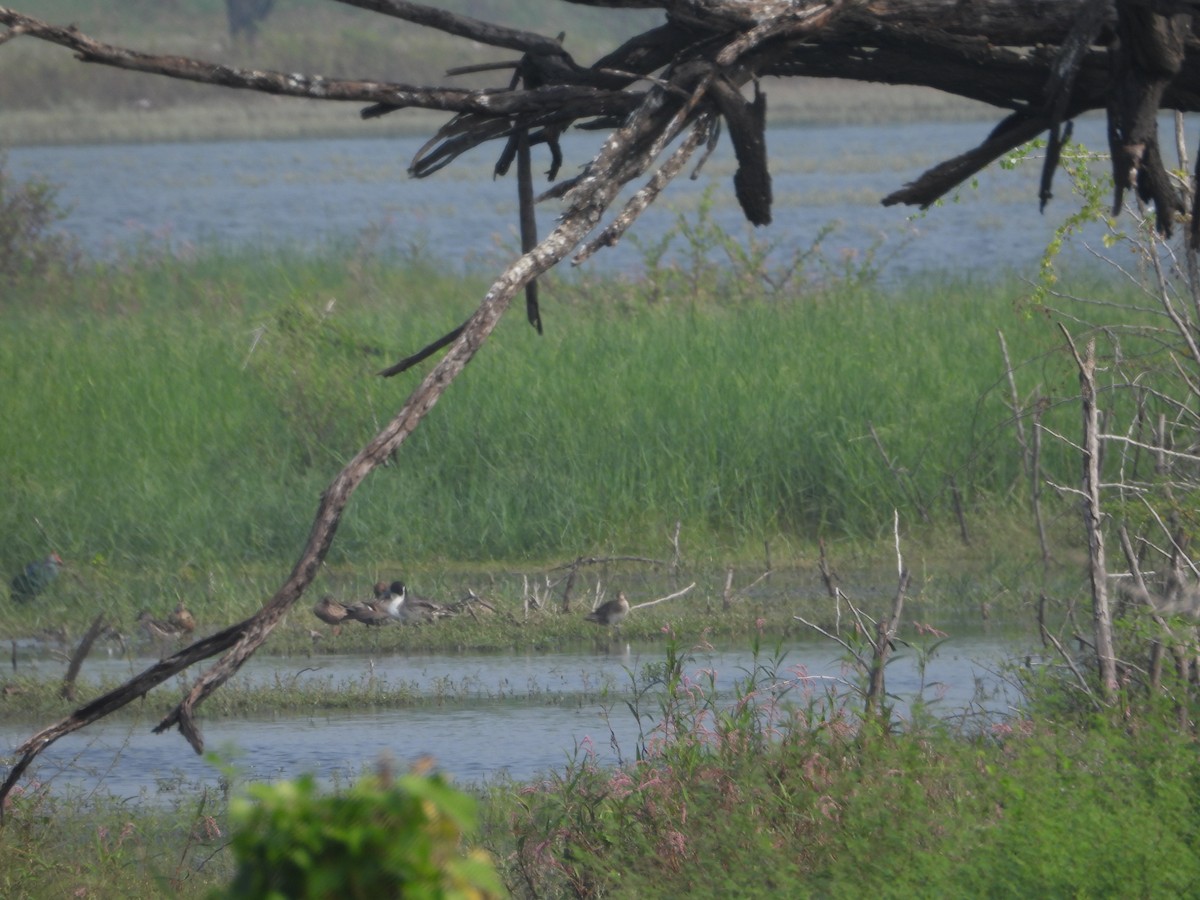 duck sp. - ML646517280