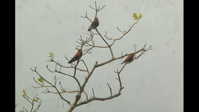 כחל צהוב-מקור (אפריקני) - ML646517283