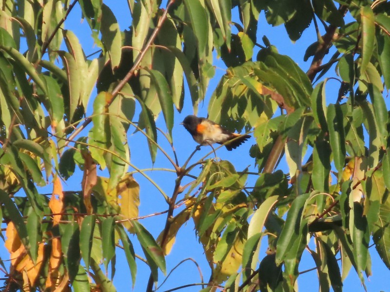 American Redstart - ML646517285