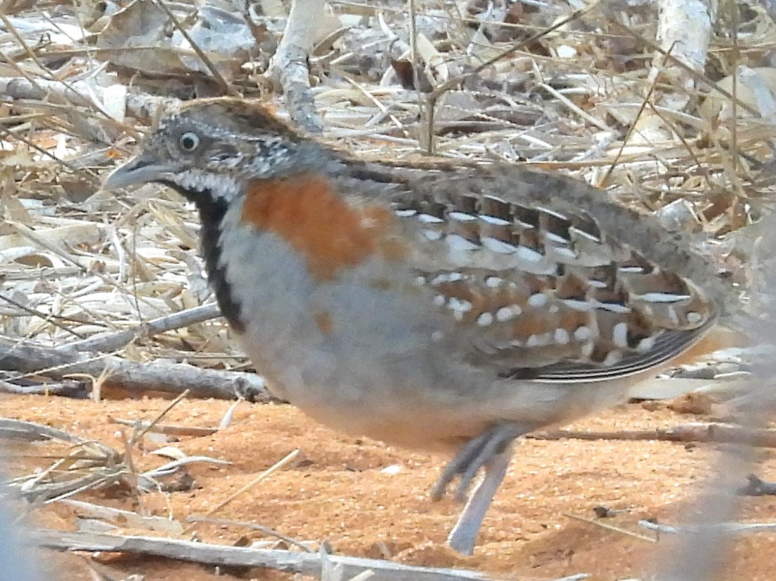 Madagascar Buttonquail - ML646517286