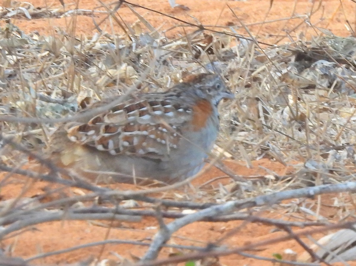 Madagascar Buttonquail - ML646517287