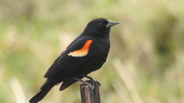 Sargento Alirrojo - ML646517293