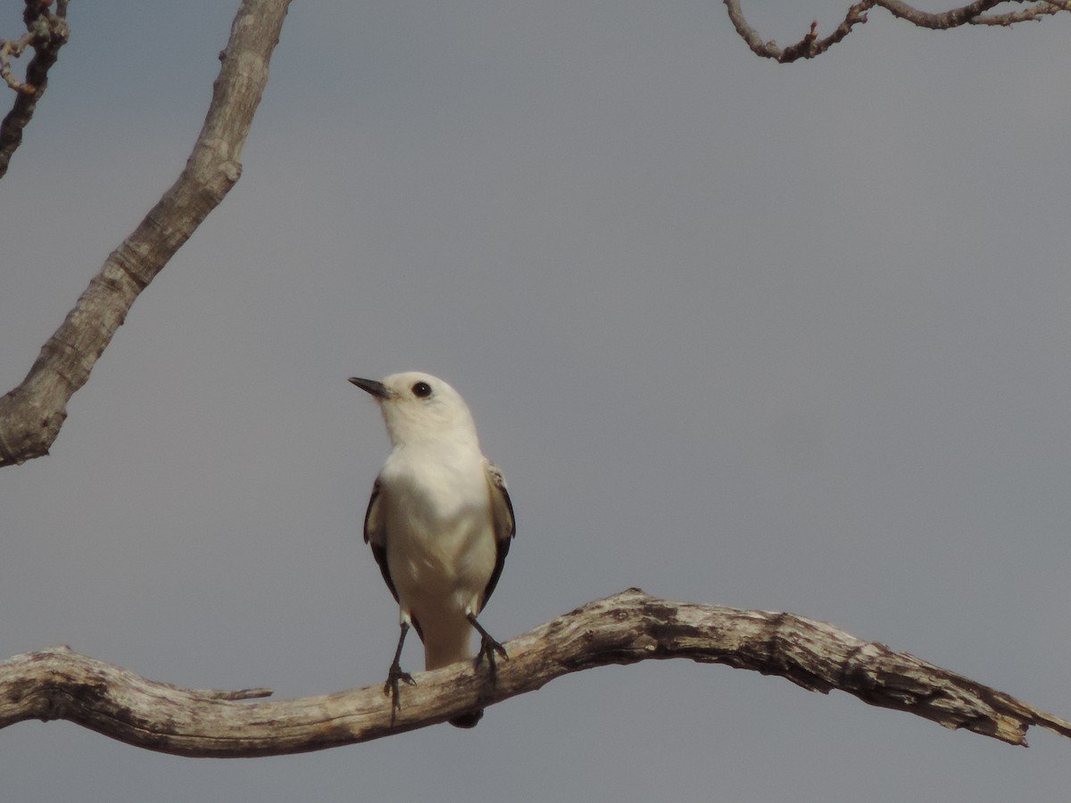 Белая монашка - ML646517298