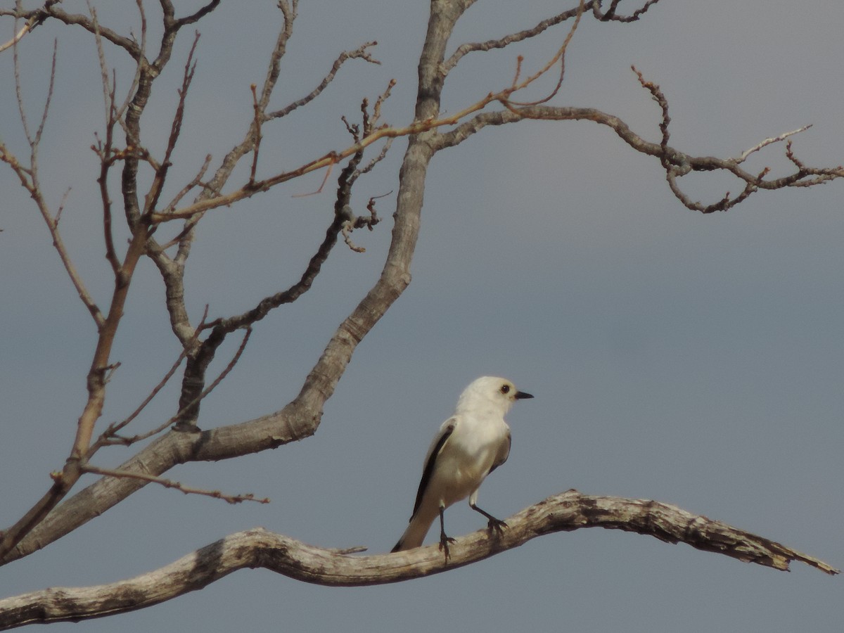 Белая монашка - ML646517299