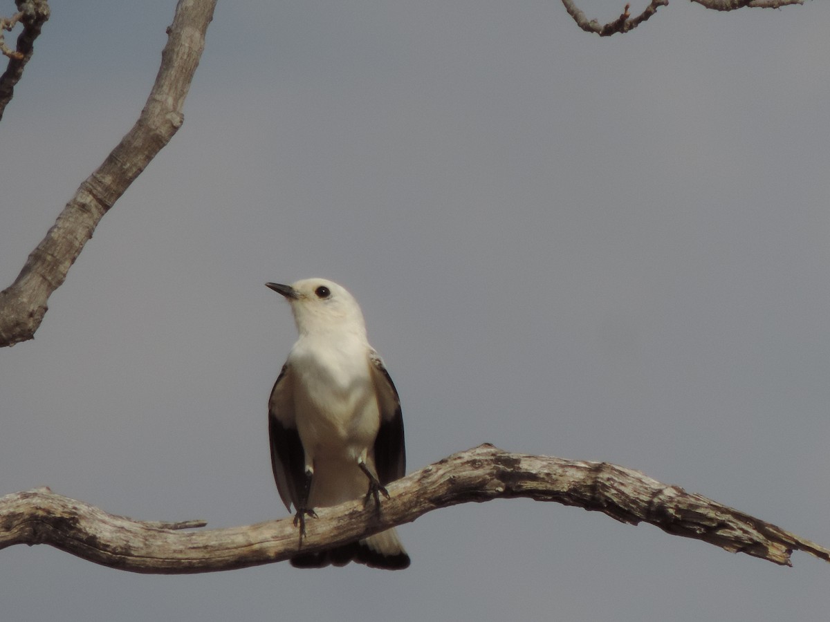 Белая монашка - ML646517300