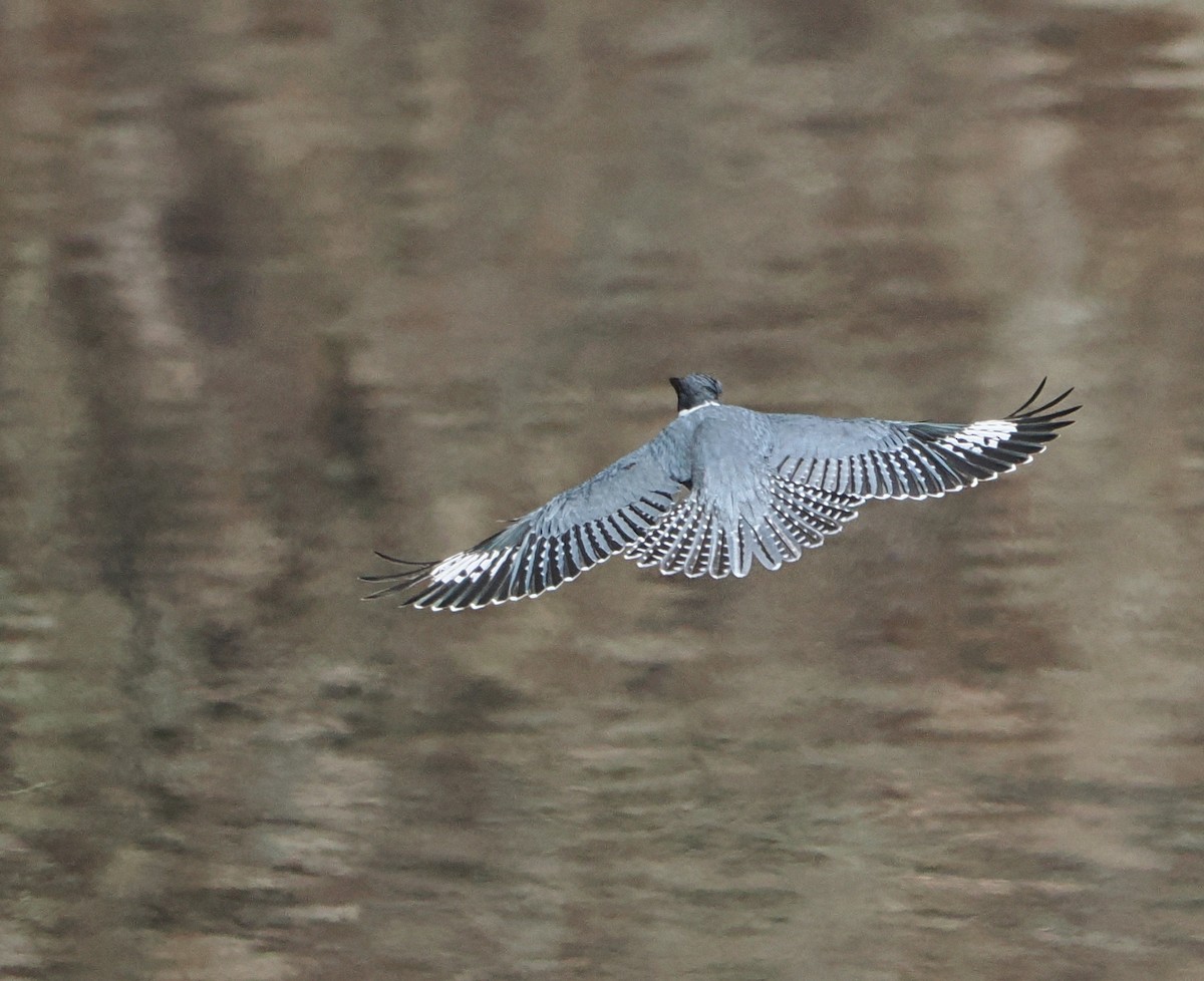 Belted Kingfisher - ML646517301