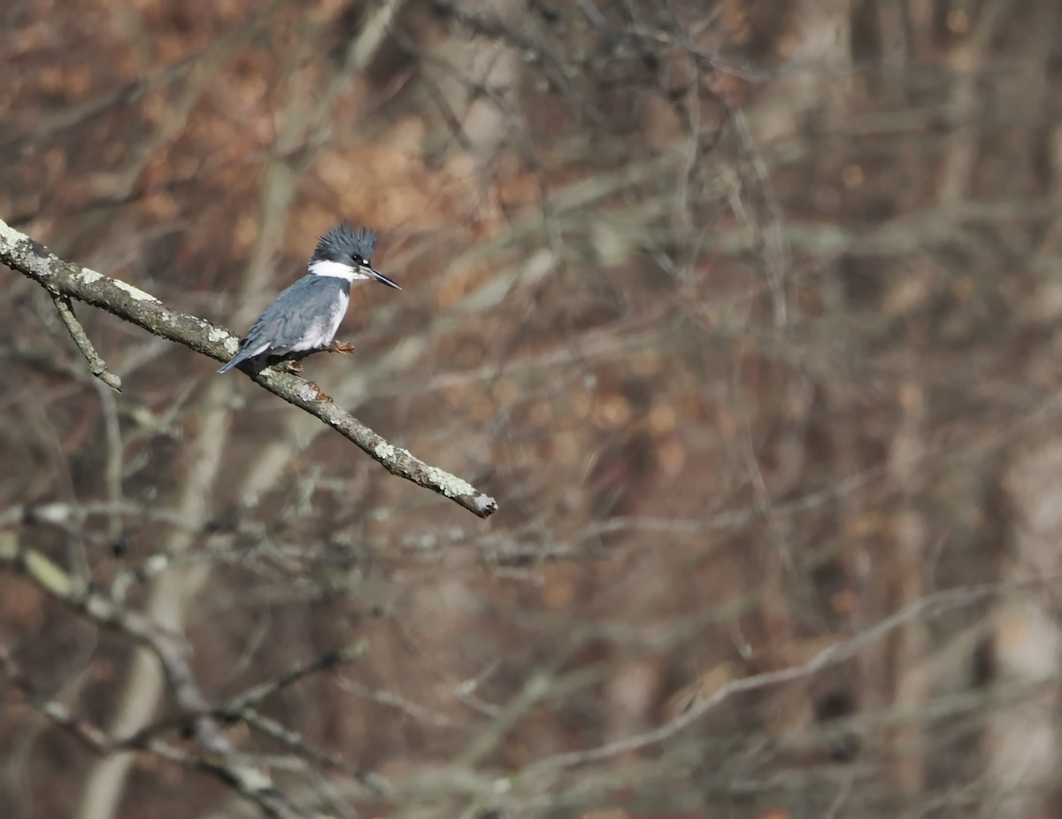 Belted Kingfisher - ML646517302