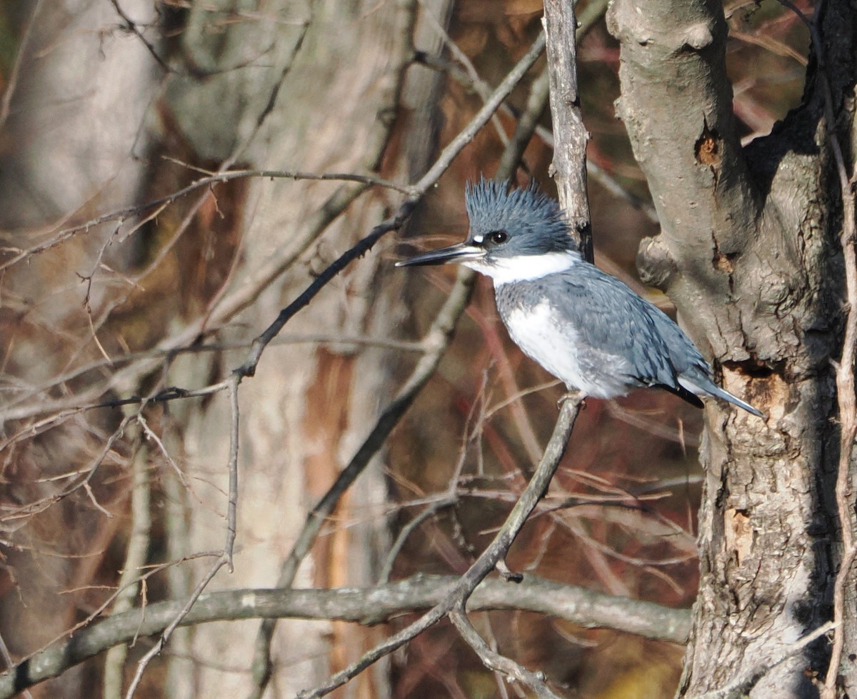 Belted Kingfisher - ML646517303