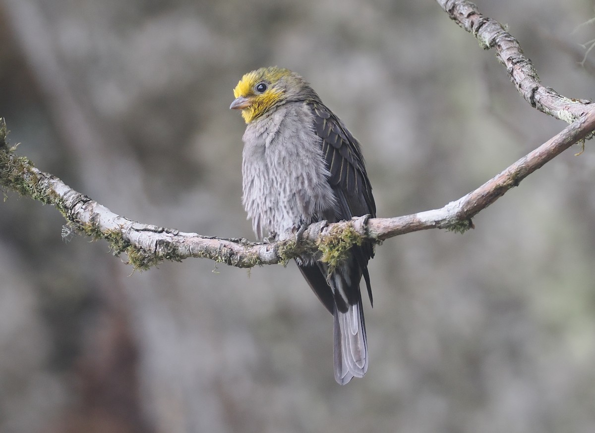 Yellow-rumped Honeyguide - ML646517305