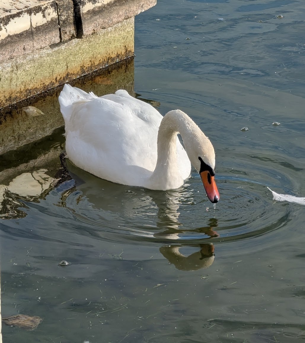 Mute Swan - ML646517307