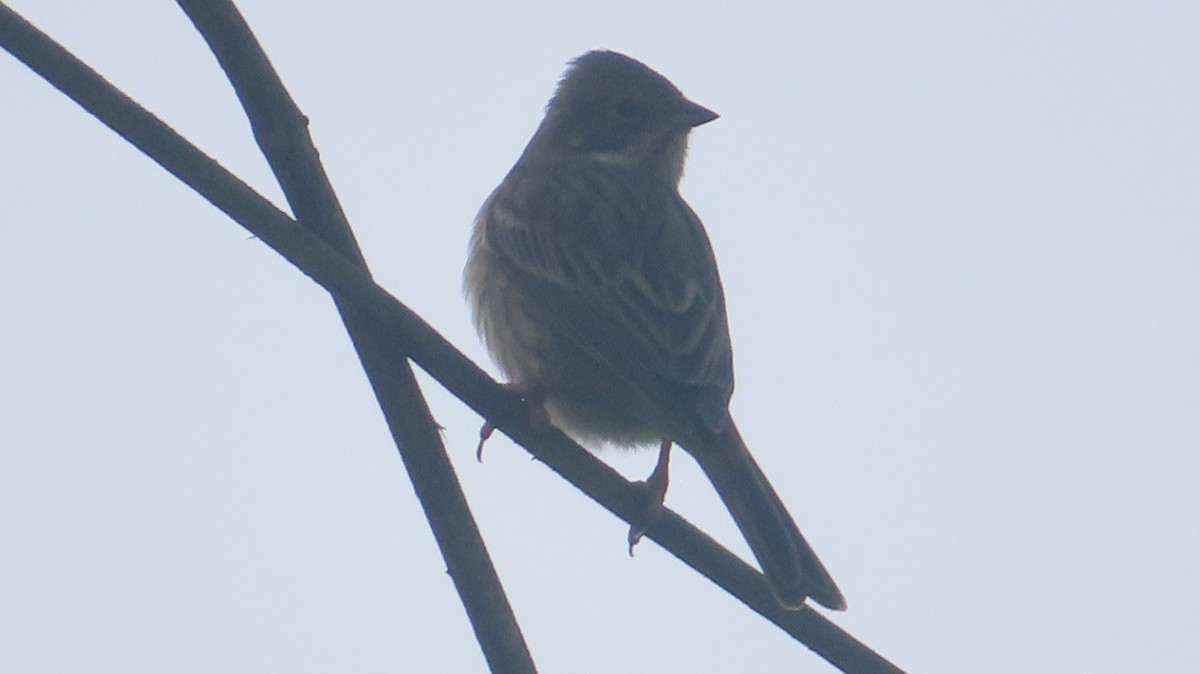 hýl rudý - ML646517308