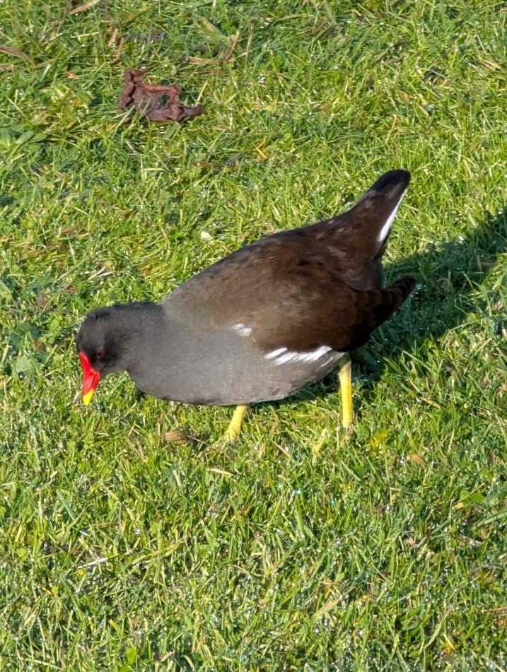 Eurasian Moorhen - ML646517309