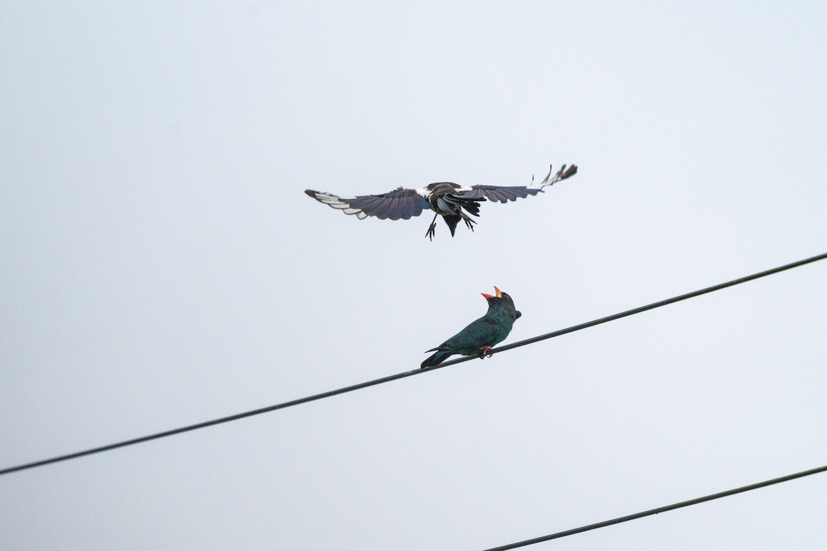 Orientelster - ML646517311