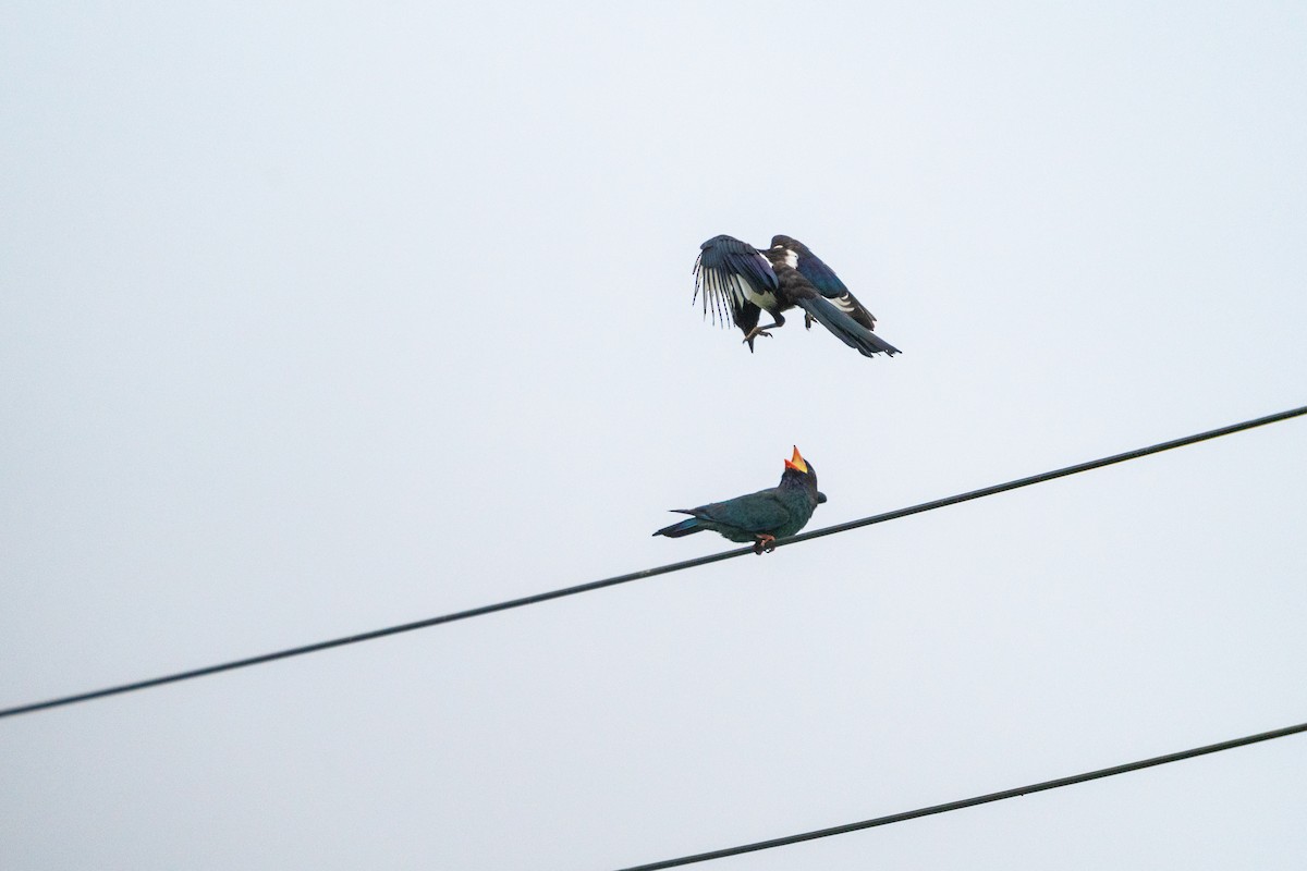 Orientelster - ML646517312