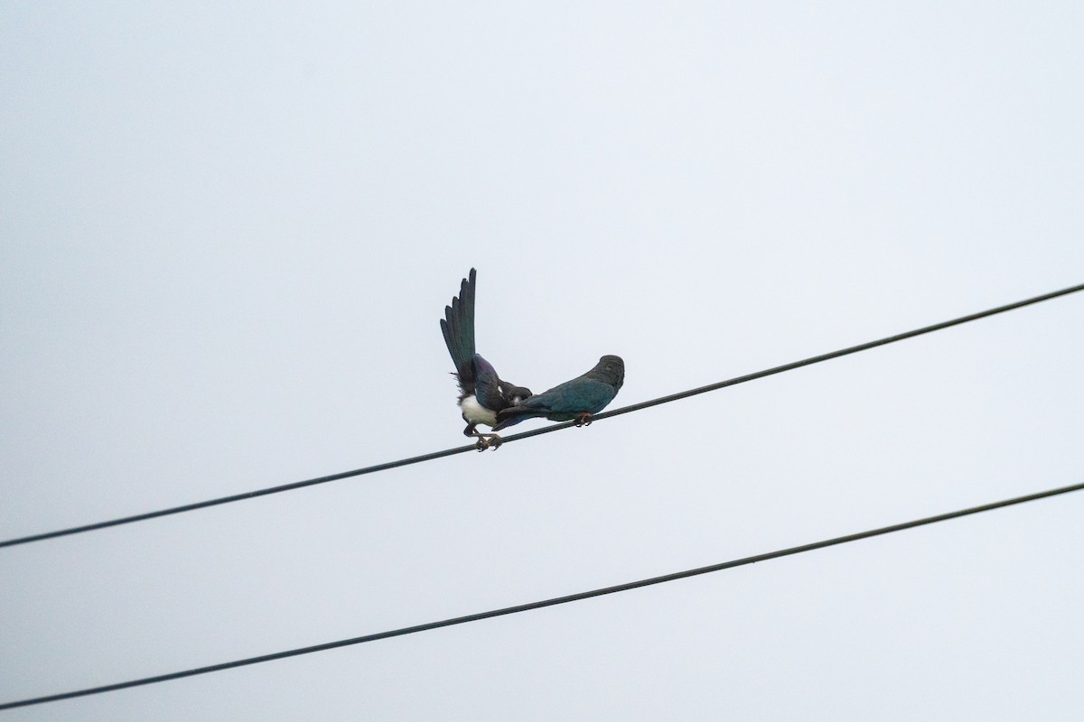 Orientelster - ML646517313