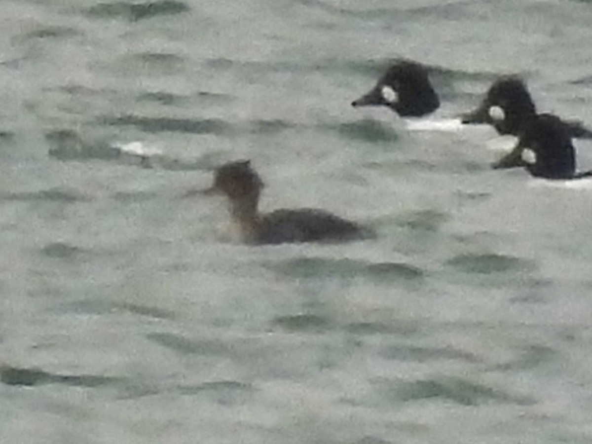 紅胸秋沙 - ML646517314