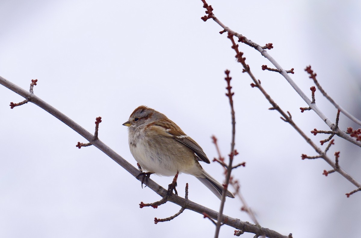American Tree Sparrow - ML646517315