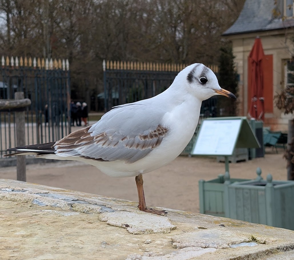Black-headed Gull - ML646517317