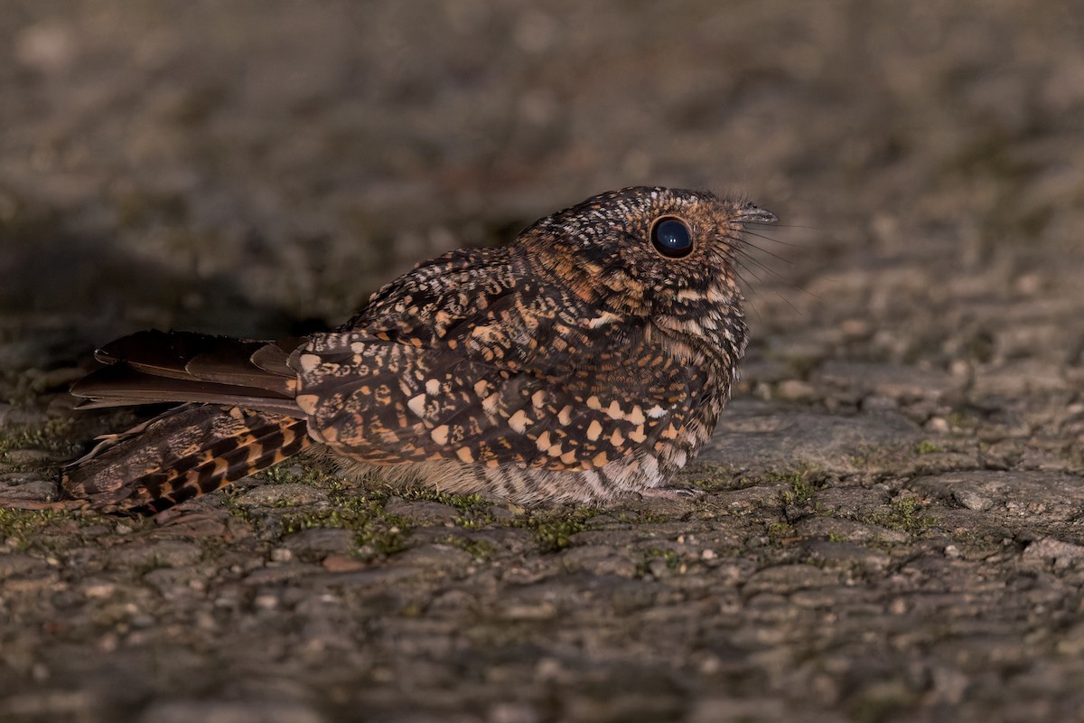 Engoulevent à miroir - ML646517318