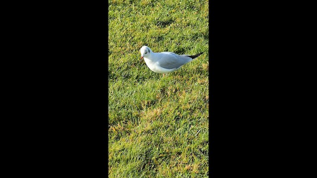 שחף אגמים - ML646517322