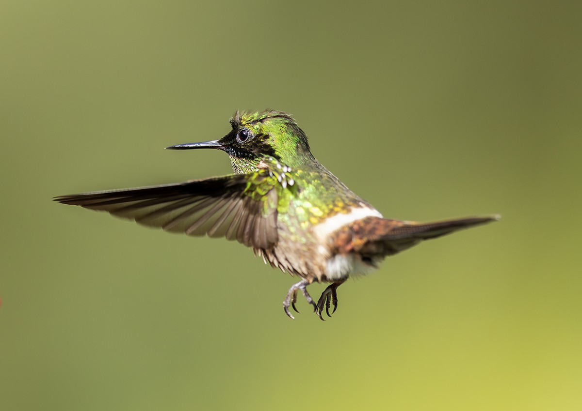 Festive Coquette - ML646517327