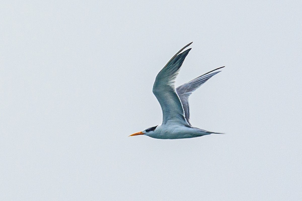 Lesser Crested Tern - ML646517329