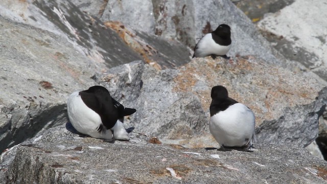 אלקה גמדית - ML646517331