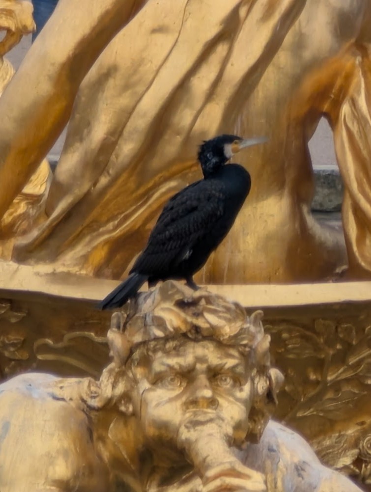 Great Cormorant - ML646517336