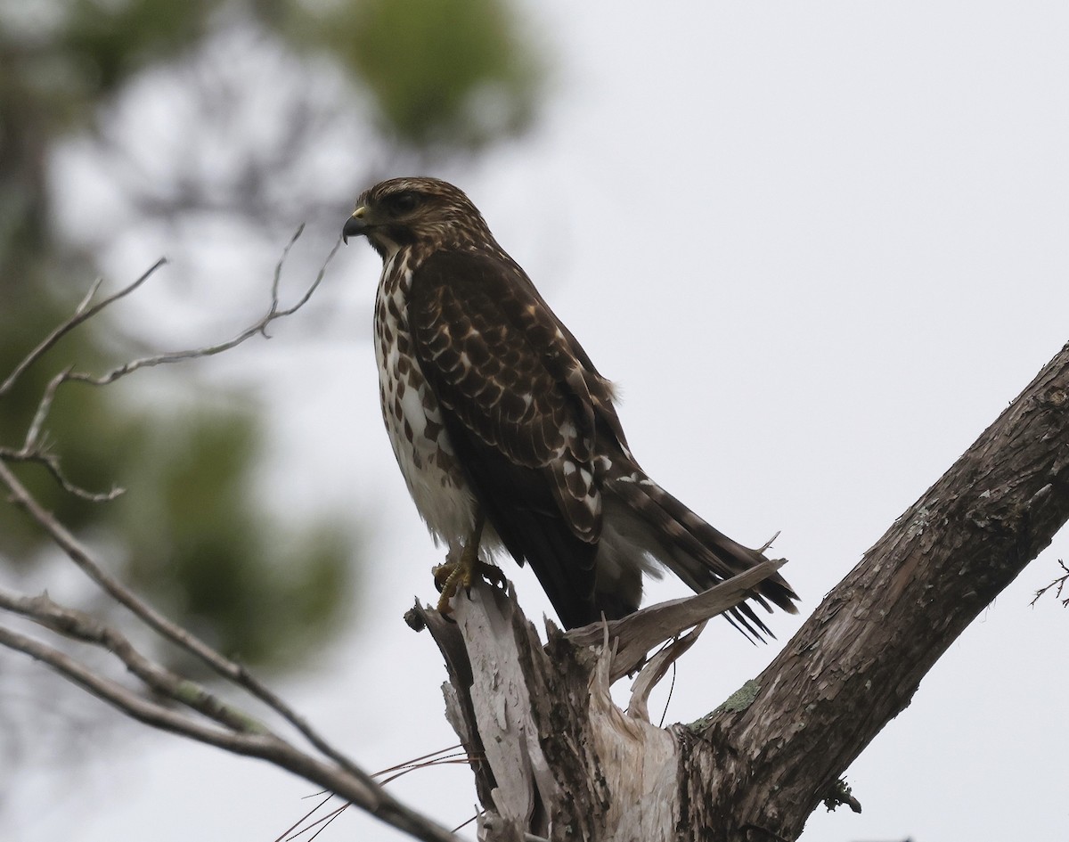 Ширококрылый канюк - ML646517342