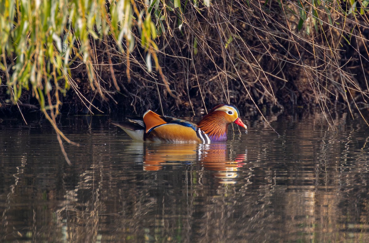 Mandarin Duck - ML646517347