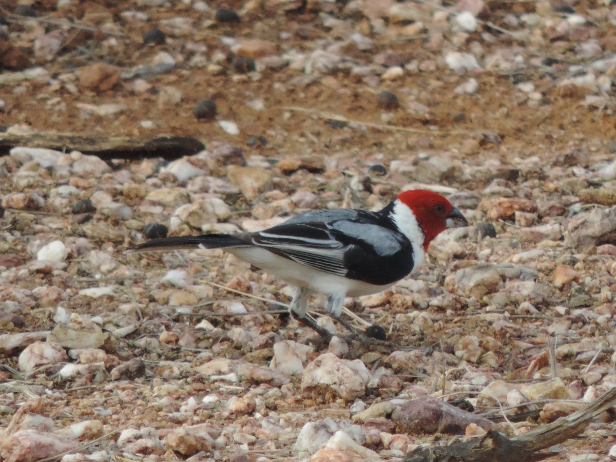 Доминиканская танагра-кардинал - ML646517350