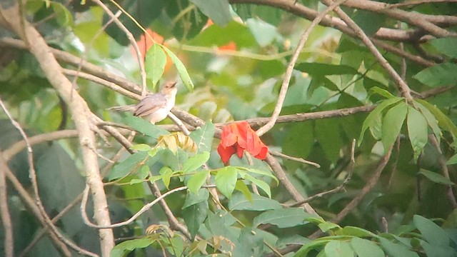 Red-faced Cisticola (Red-faced) - ML646517353