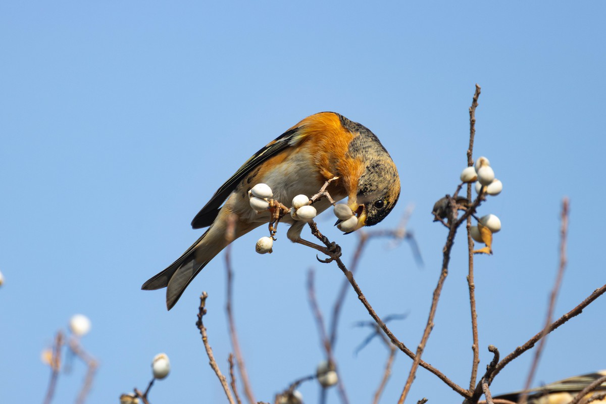 Brambling - ML646517355
