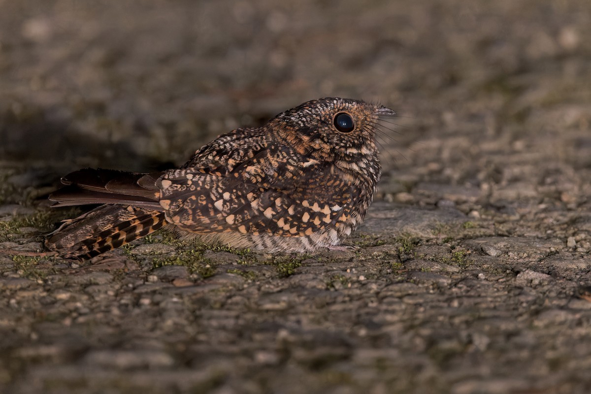 Engoulevent à miroir - ML646517360