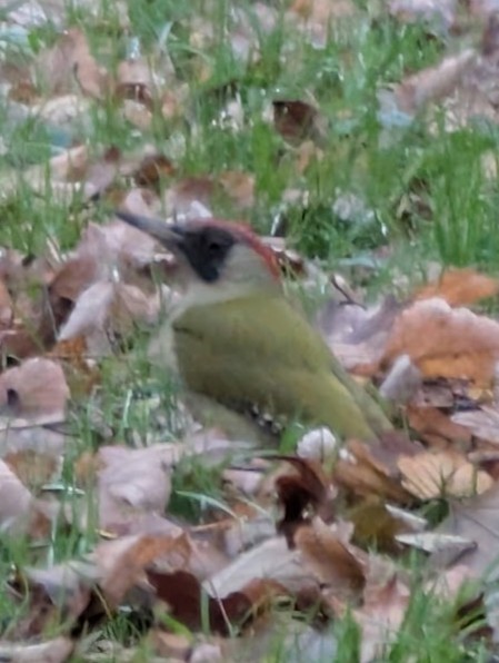 נקר ירוק - ML646517361