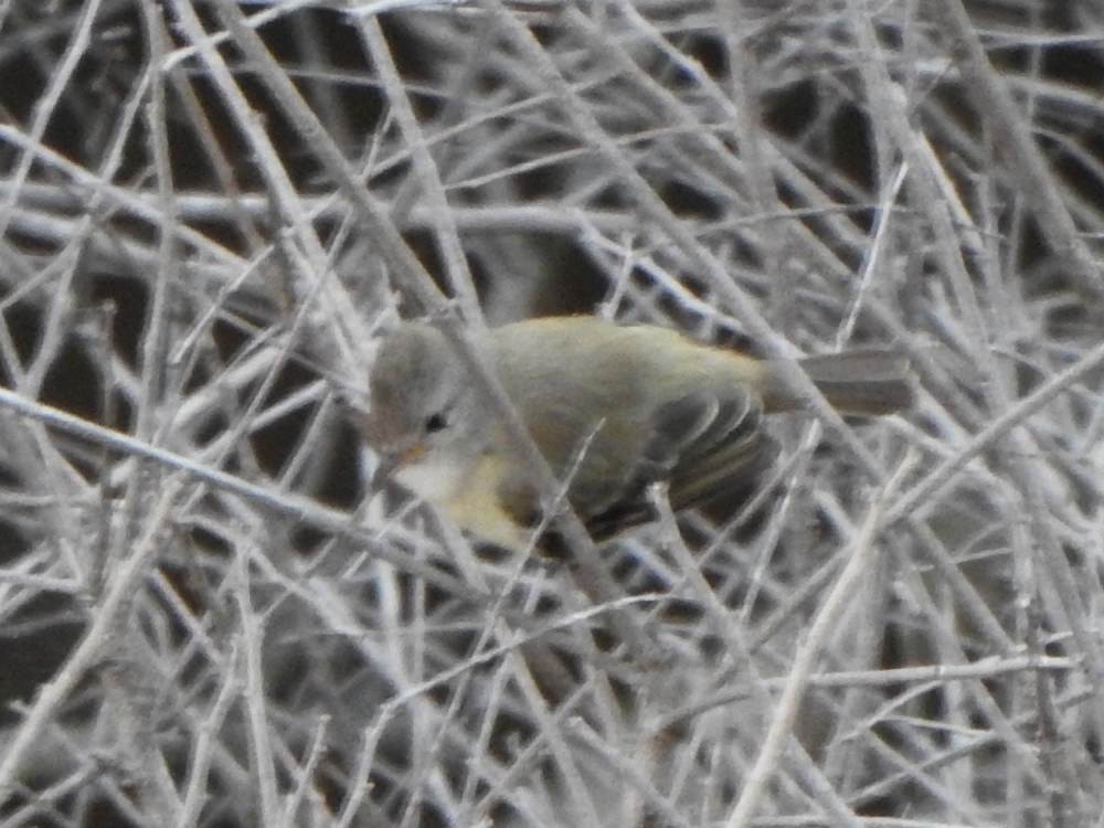 Southern Beardless-Tyrannulet - ML646517365