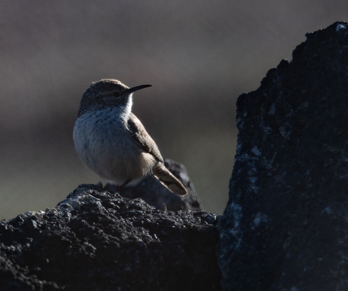 Rock Wren - ML646517366
