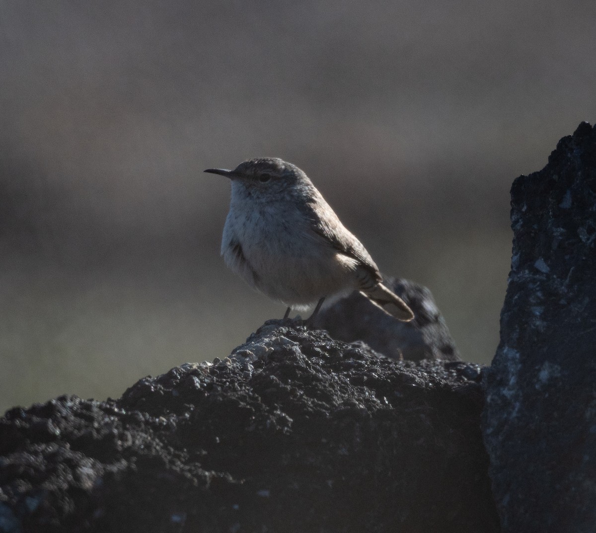 Rock Wren - ML646517367
