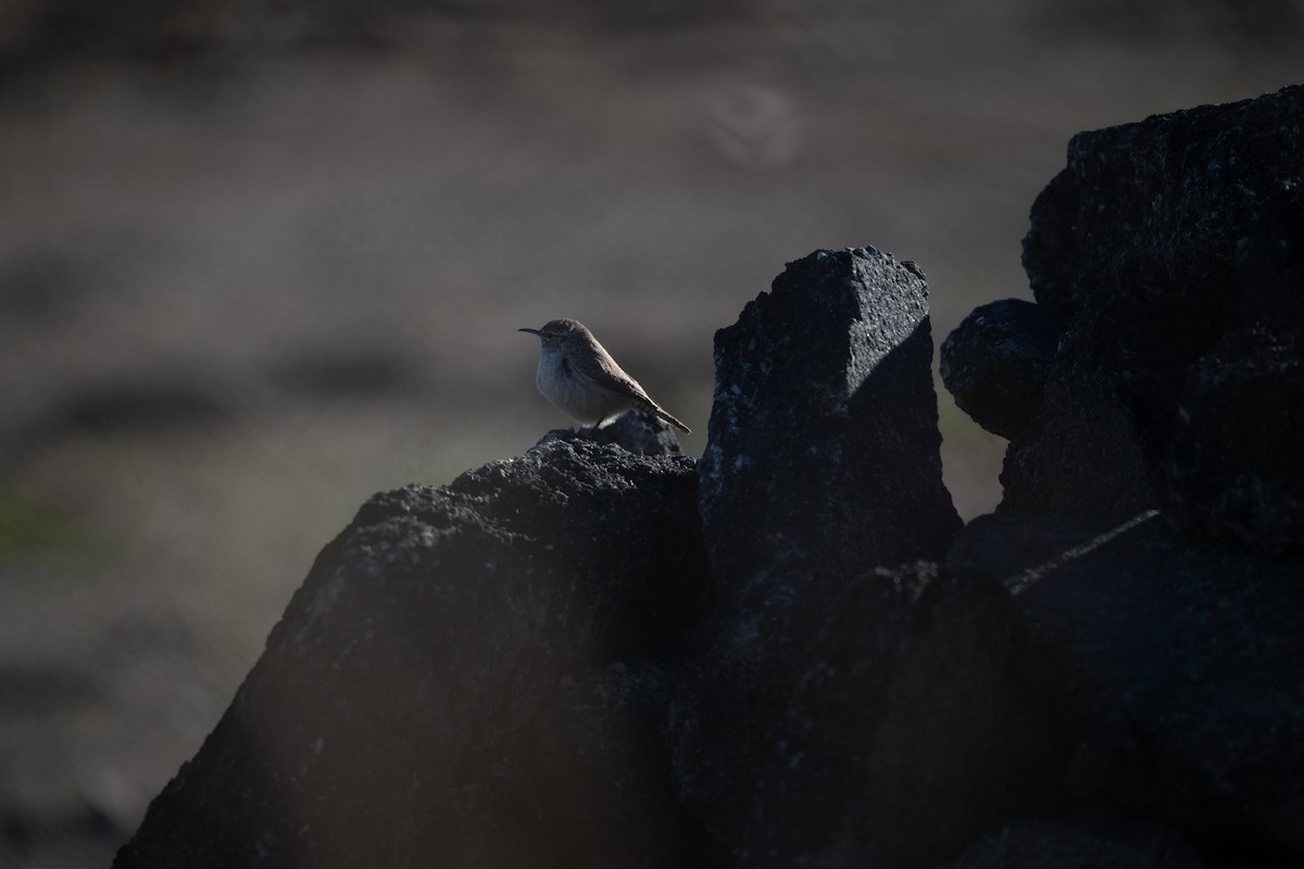 Rock Wren - ML646517373