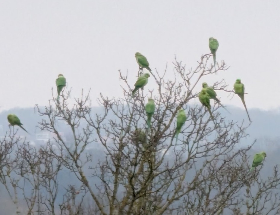 Rose-ringed Parakeet - ML646517374