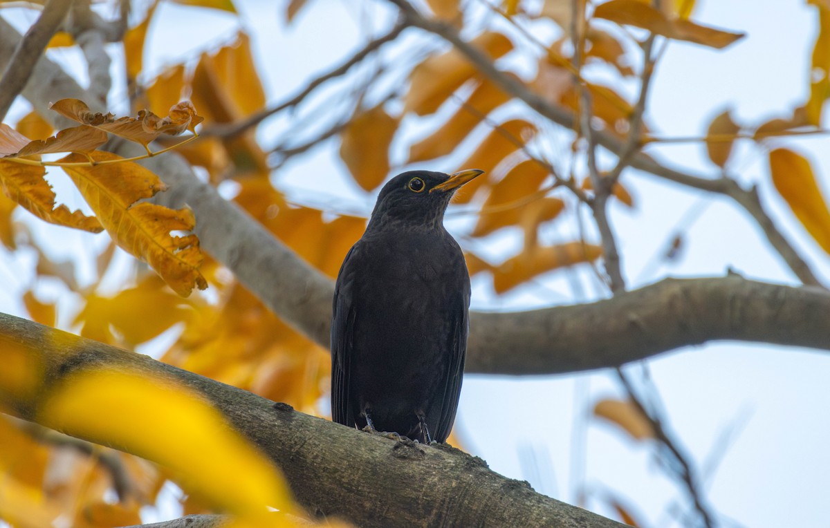 Chinese Blackbird - ML646517378