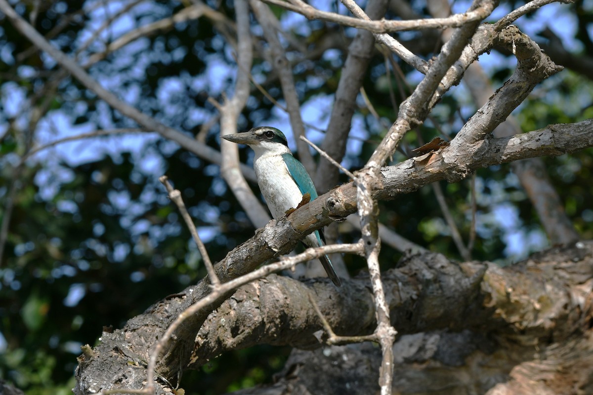 Collared Kingfisher - ML646517379