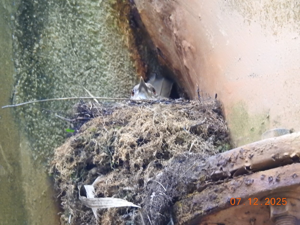 Pale-breasted Thrush - ML646517380