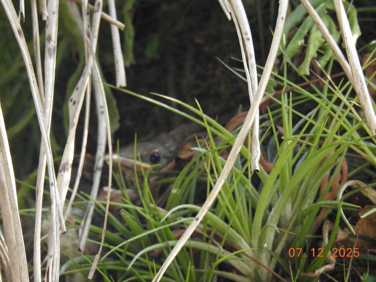 Pale-breasted Thrush - ML646517381